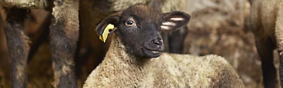 Lambs3