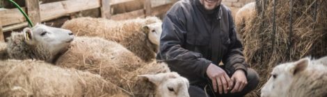 Lambakasvatajad otsivad selgust, milline liha on "must liha"